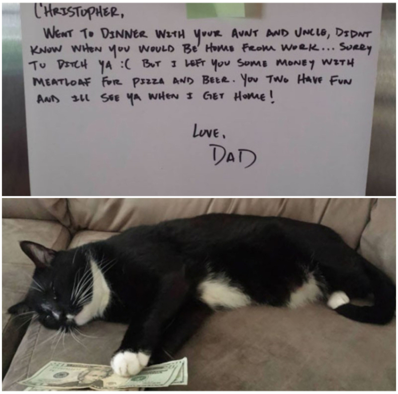 Meatloaf, un gato con dinero | Imgur.com/ghZgTJH & 3wQAmxd