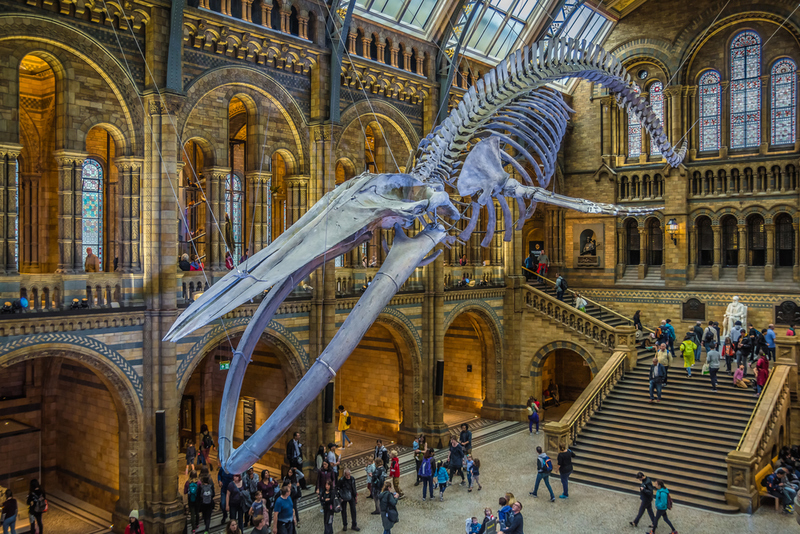 Museo de Historia Natural de Londres | Shutterstock