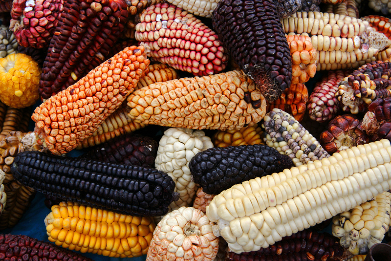 La prueba más antigua del uso del maíz | Shutterstock