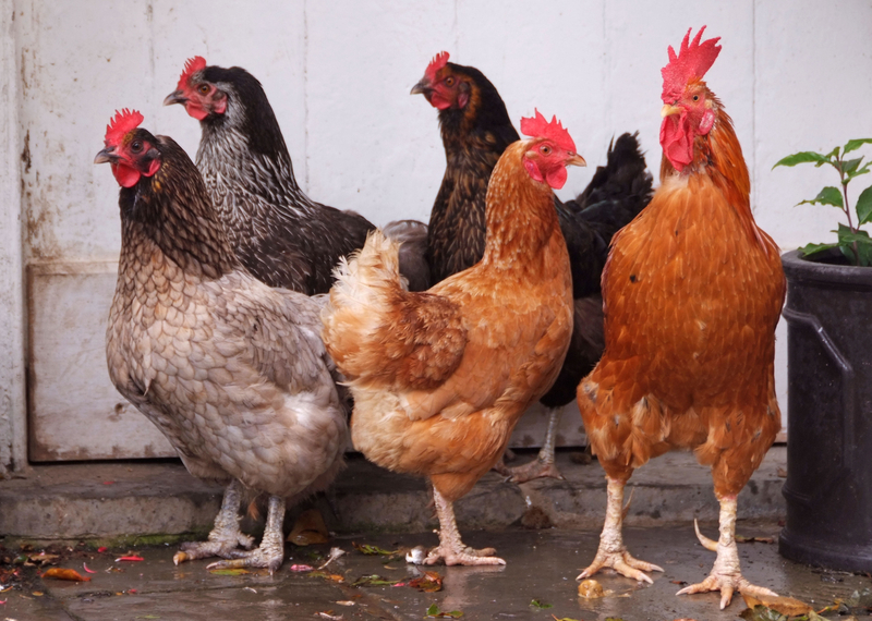 Una asombrosa teoría sobre la domesticación de los pollos | Alamy Stock Photo by christopher jones 
