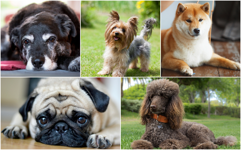 Las razas de perros perfectas para jubilados Parte 2 | Shutterstock Photo by Alex Mladek & Birute Vijeikiene & Akbudak Rimma & ponpimonsa_bibi & topdigipro
