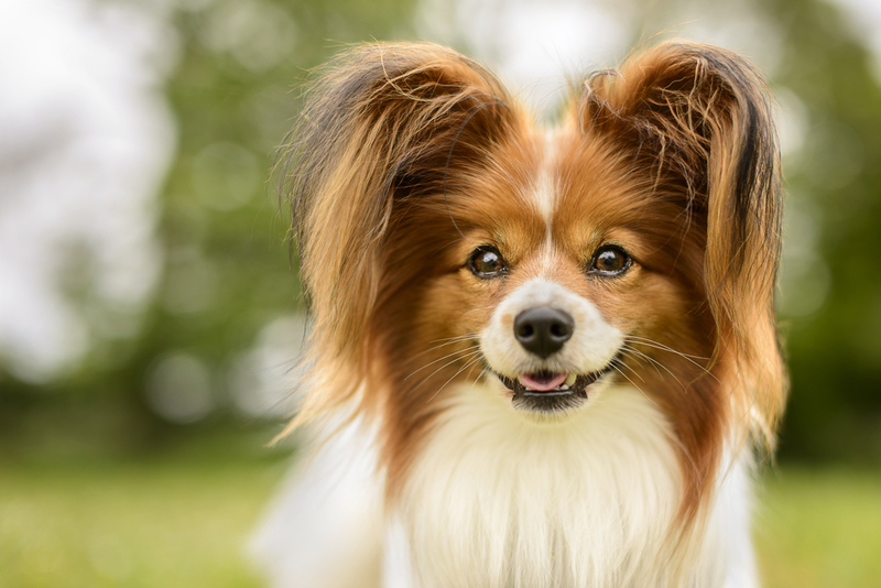 Papillon (Spaniel Continental Toy) | Shutterstock Photo by JessicaMcGovern