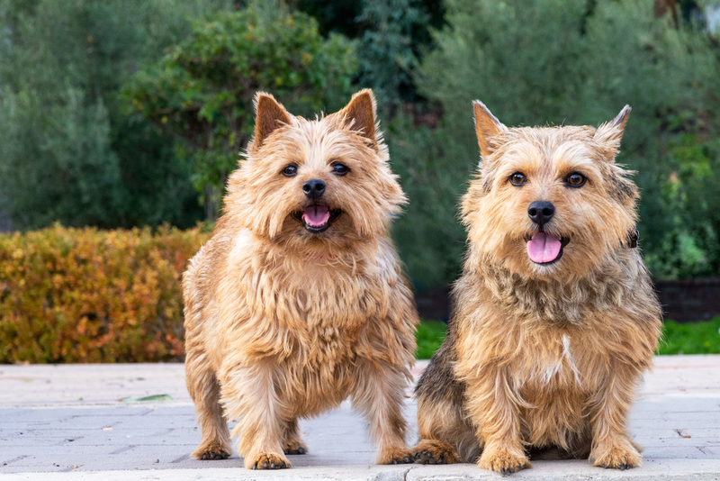 Terrier de Norwich | Shutterstock Photo by Steve Bruckmann