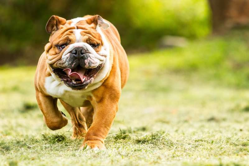 Bulldog inglés | Shutterstock Photo by Ammit Jack