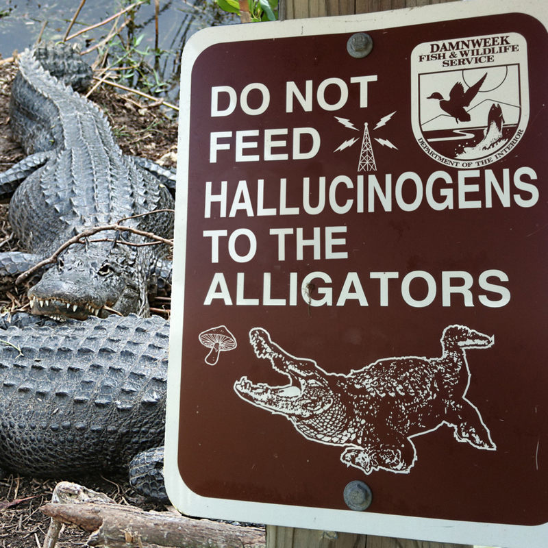 No Trippin’ Alligators, Please! | Imgur.com/0a3USLO