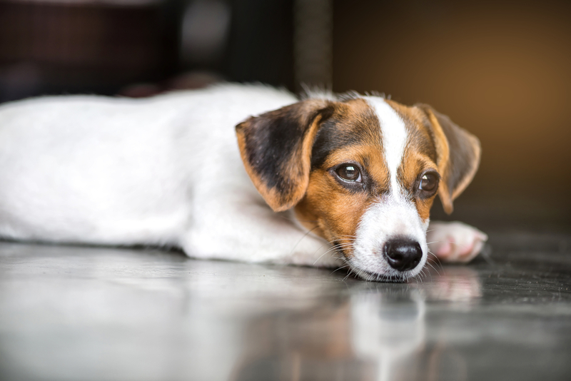 Jack Russell Terrier | Shutterstock Photo by Studio829